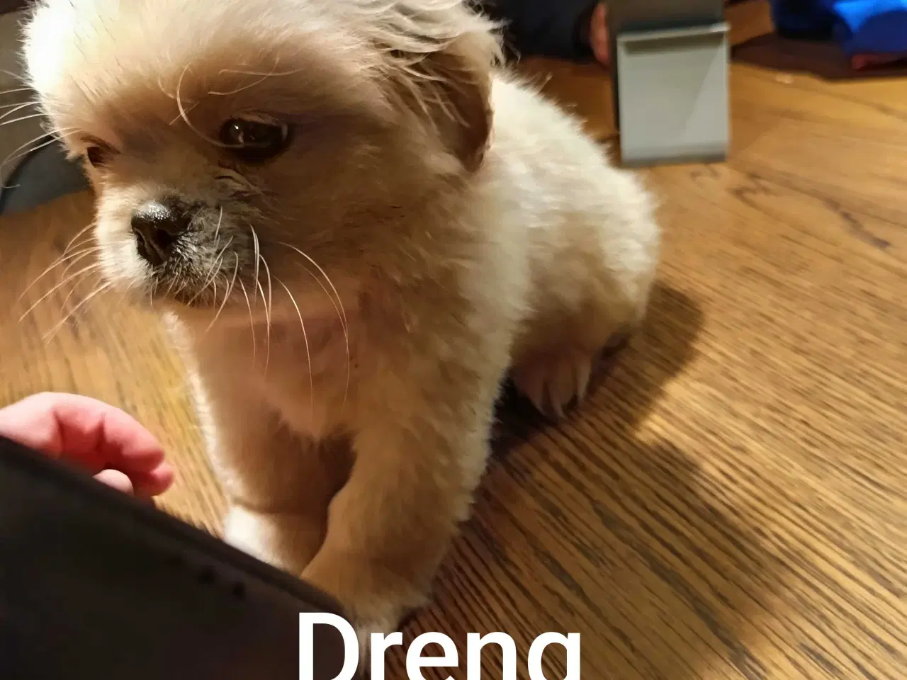 Billede 5 - Lækre hvapser 