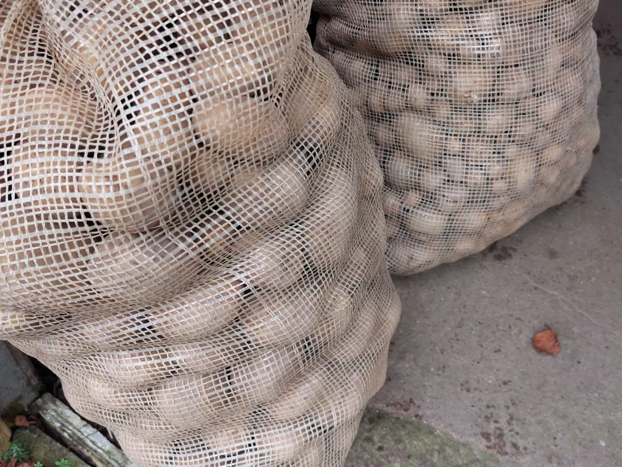 Billede 1 - Dyrefoder kartofler