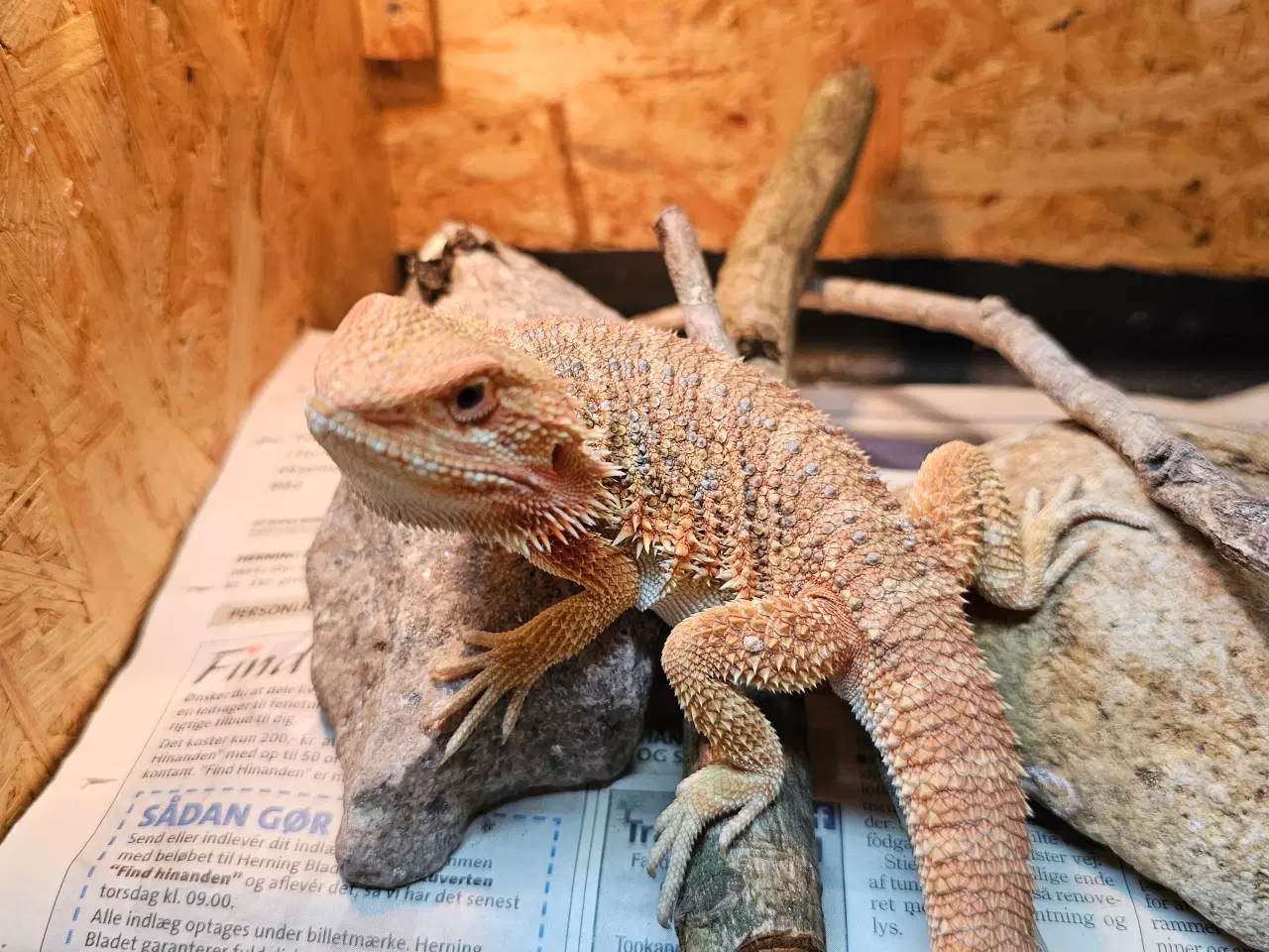 Billede 13 - HASTER skægagame unger 3 mdr gamle 😊