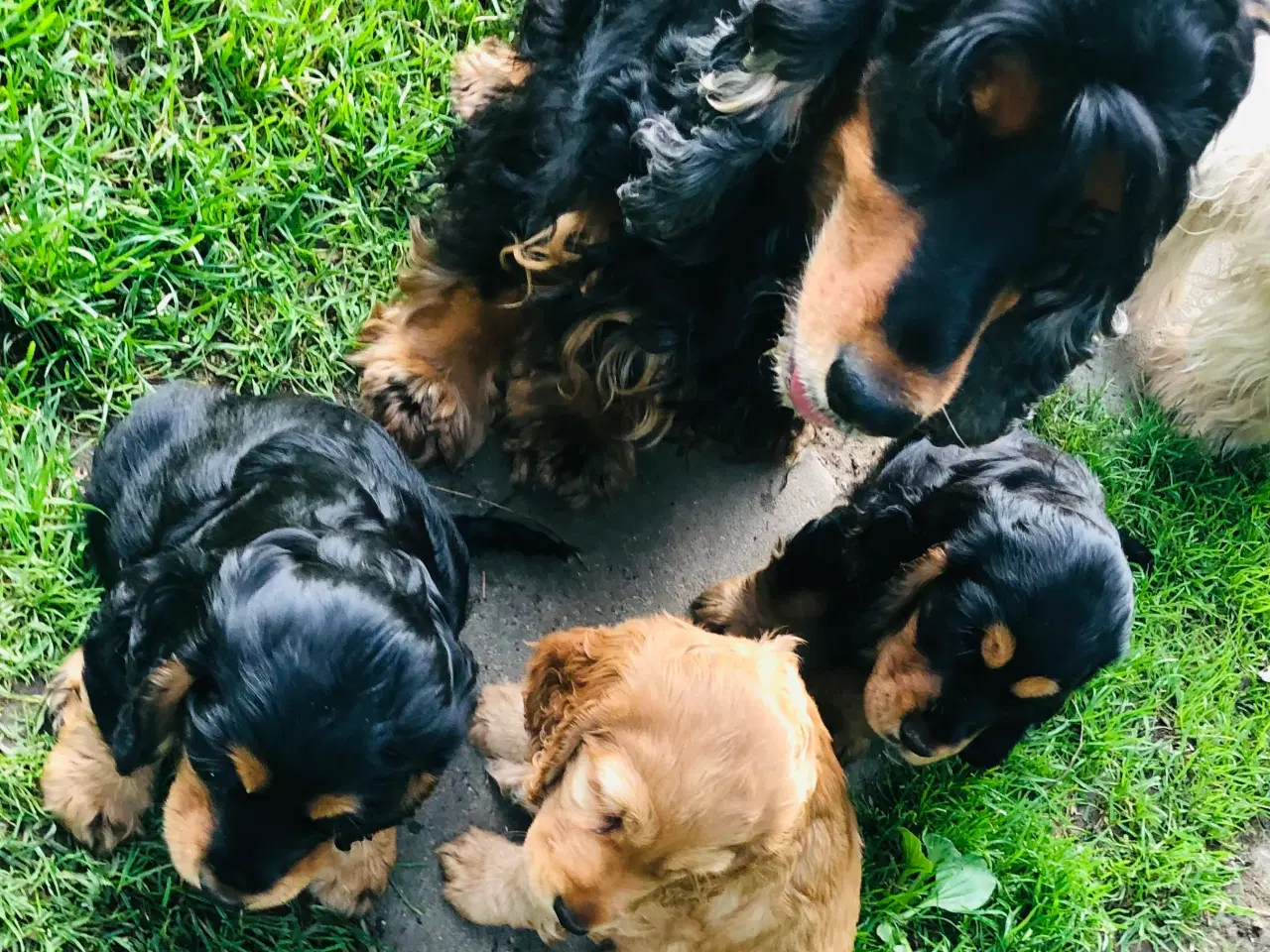 Billede 1 - Engelsk Cocker spaniel
