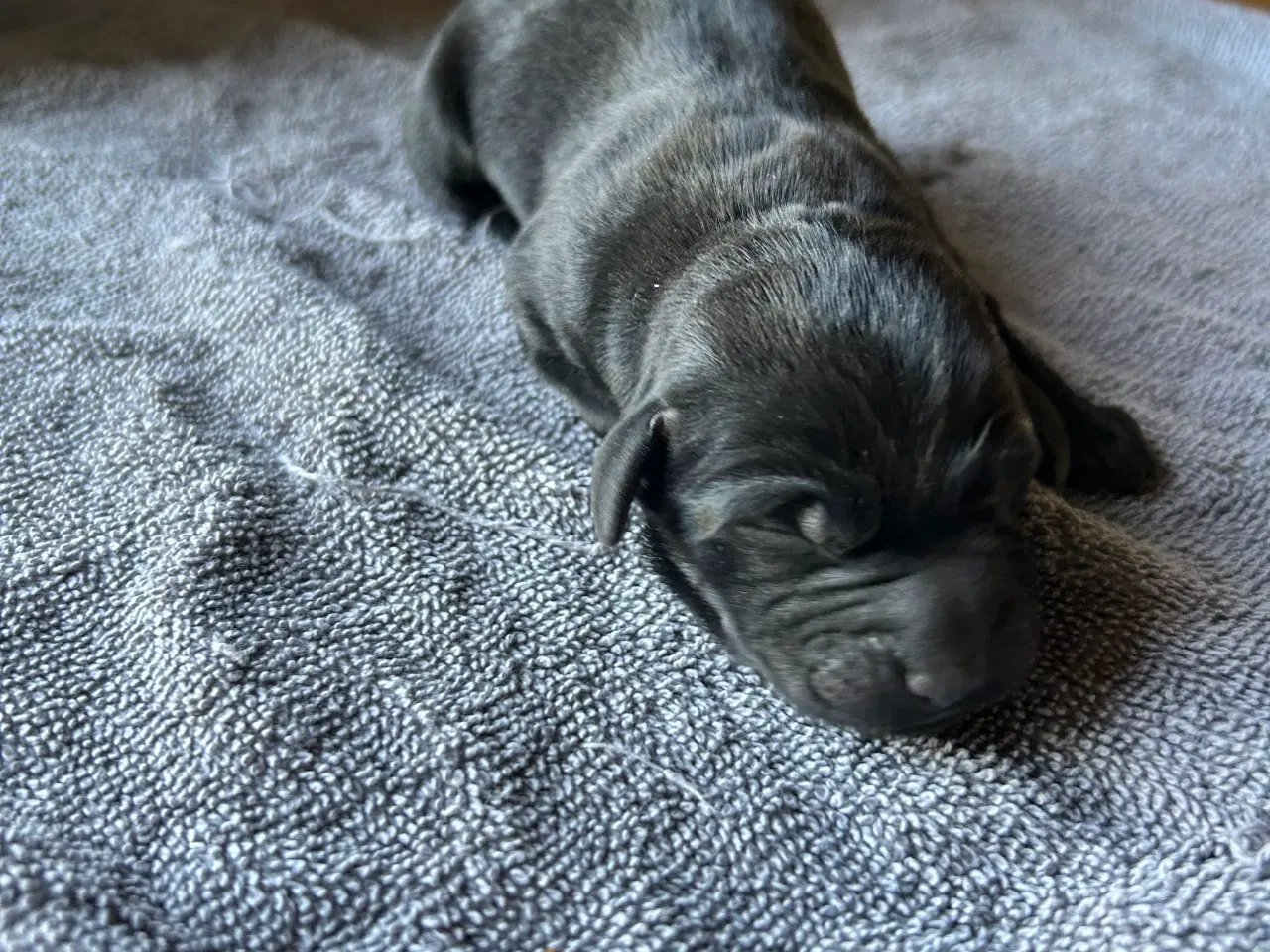 Billede 2 - Labrador hvalpe sælges