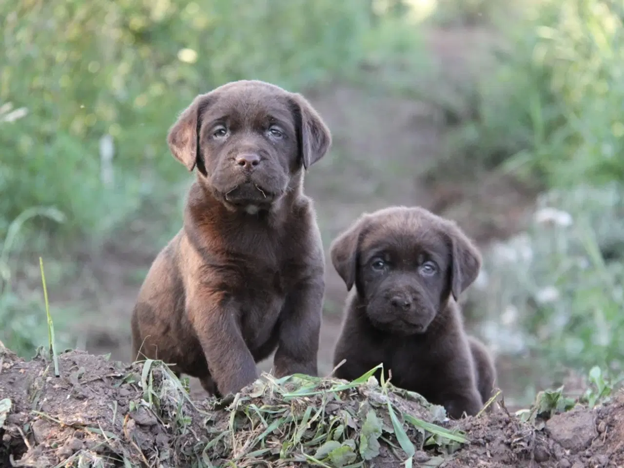 Billede 5 - Labrador Hvalpe