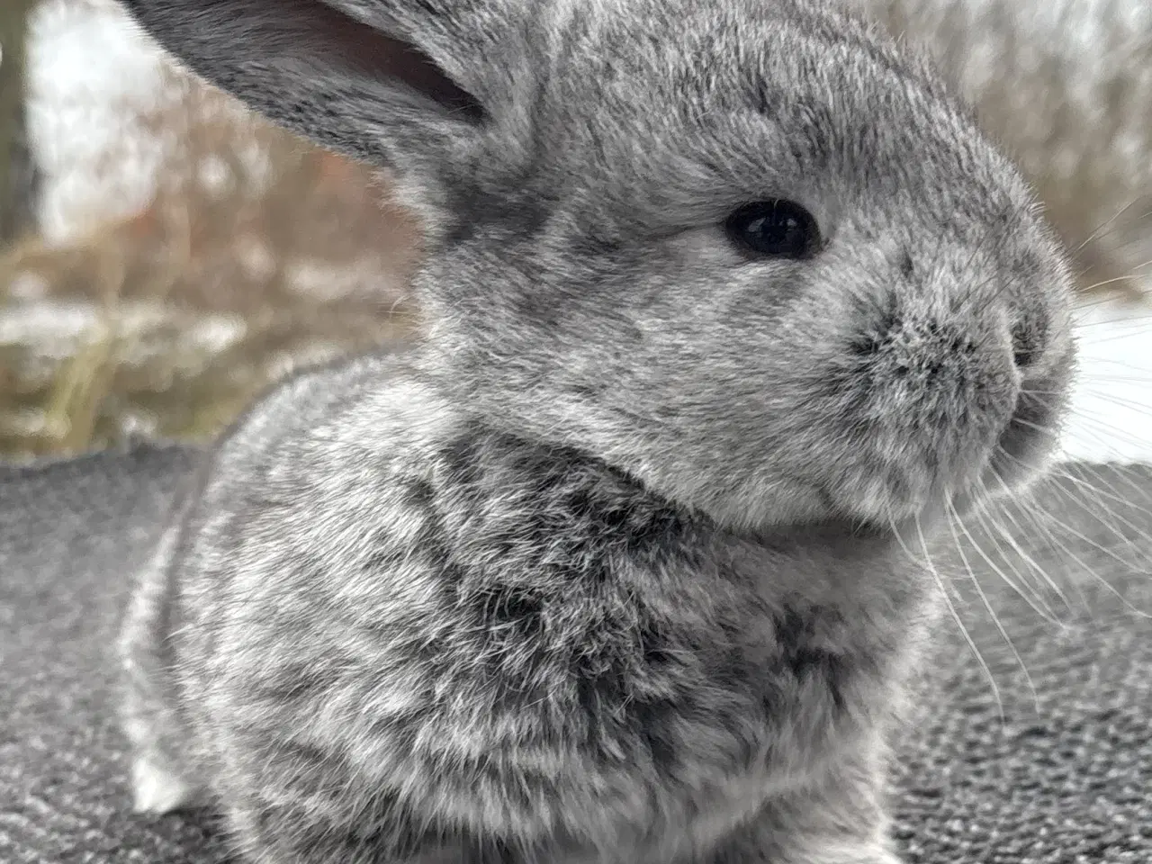 Billede 4 - FRANSK VÆDDER HAN CHINCHILLA