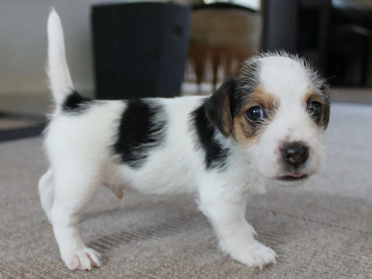 Billede 10 - Jack Russel Hvalpe