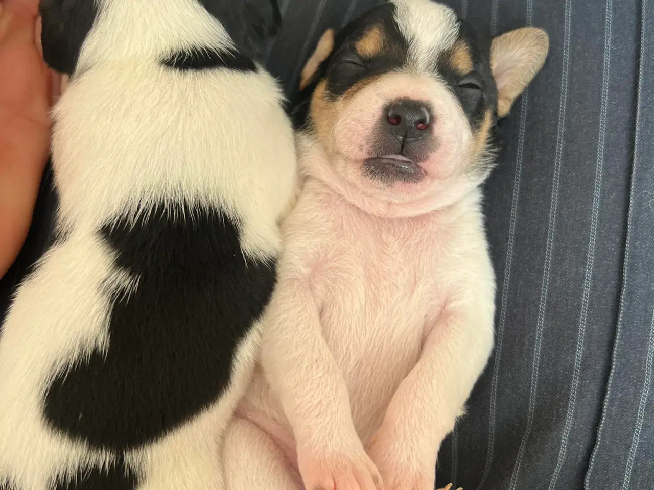 Billede 2 - Dansk svensk gårdhund hvalpe (DKK stambogsførte)