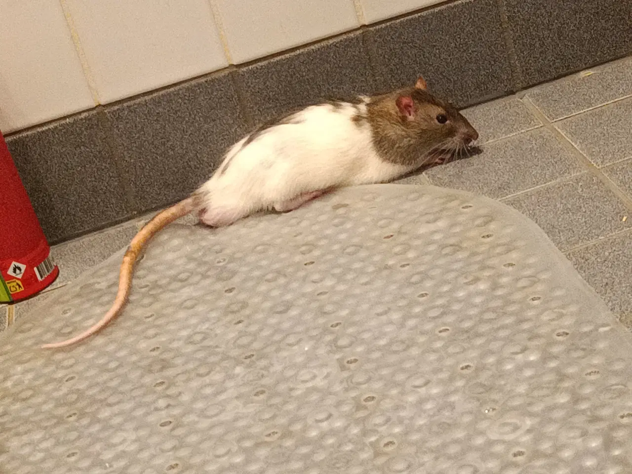 Billede 2 - Baby rotter på vej 🤗
