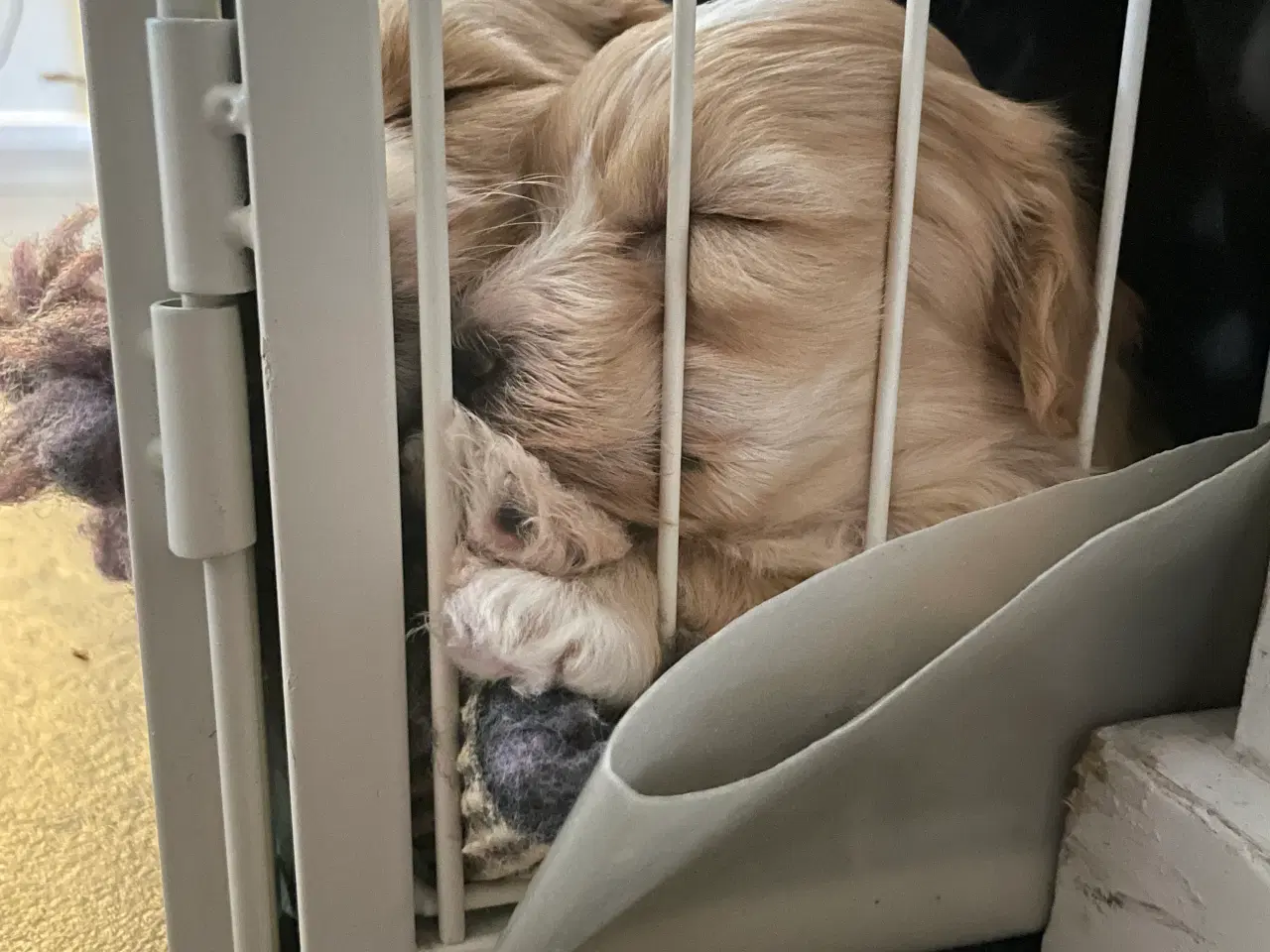 Billede 6 - Hava hvalpe 