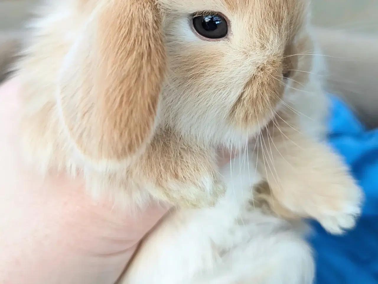 Billede 7 - Minilop kaninunge 