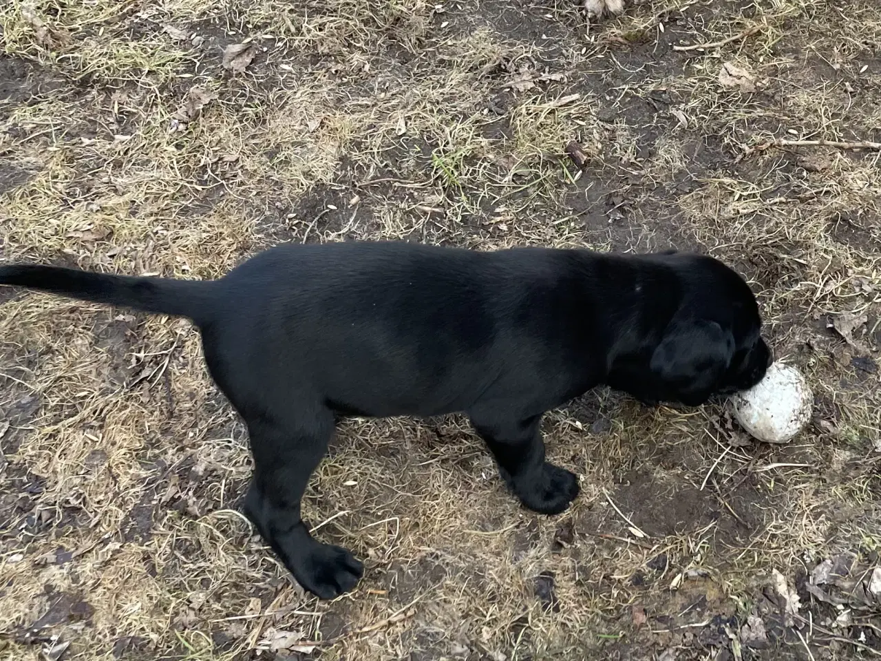 Billede 8 - Labrador / Cokkerspaniel blanding