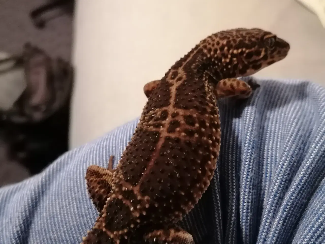 Billede 6 - Leopard gekkoer med terrarie