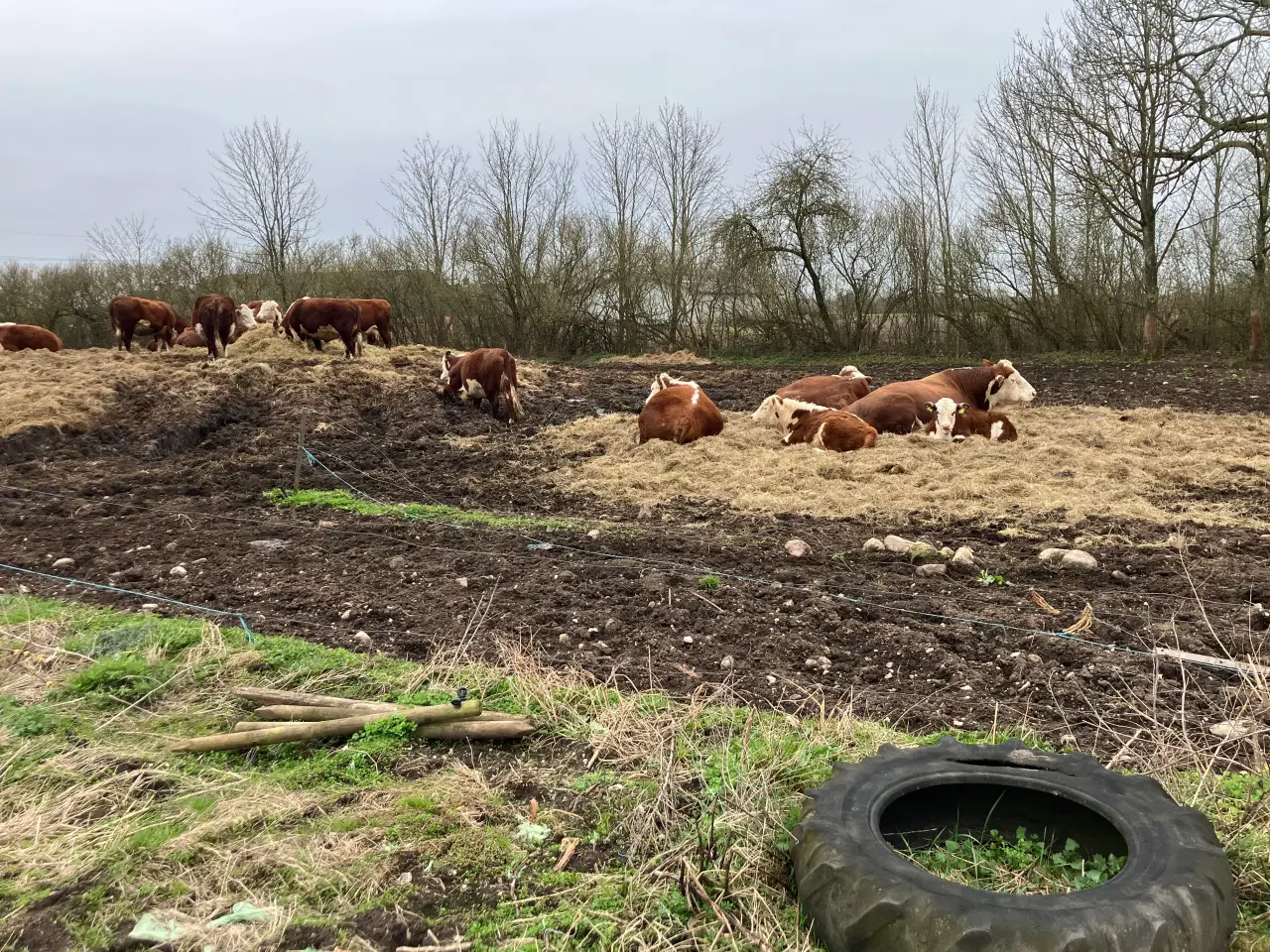 Billede 4 - Økologiske Hereford køer og drægtige kvier sælges 
