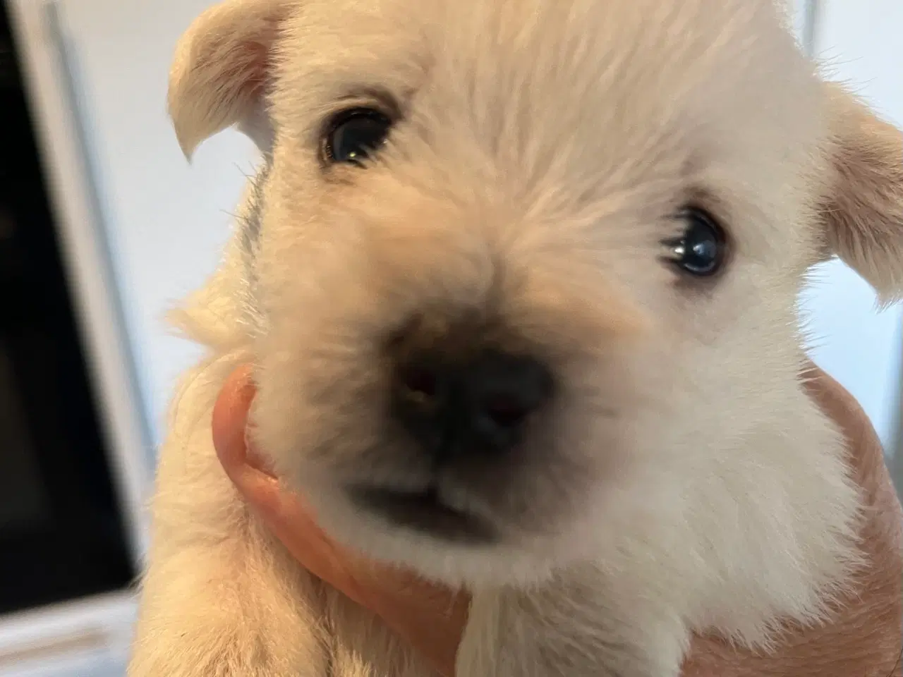 Billede 7 - West Highland White Terrier hvalpe