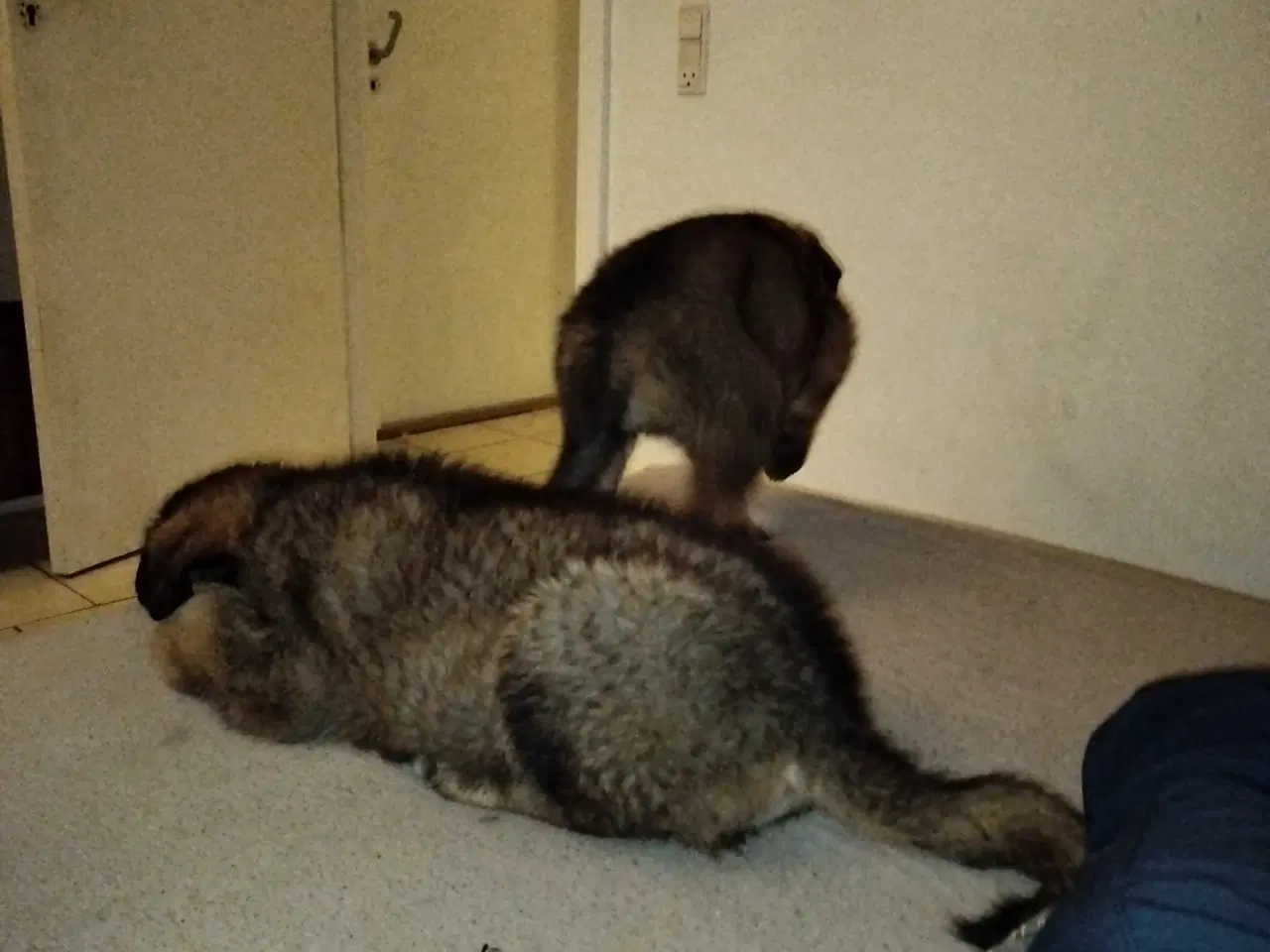 Billede 7 - Mor sankt Bernhard og far schæfer 