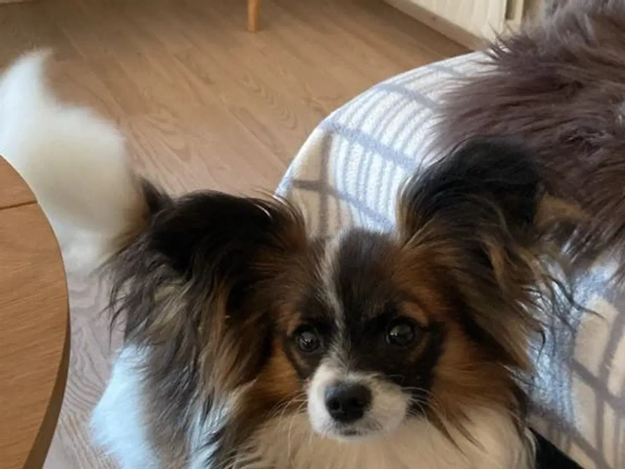 Billede 5 - Papillon hvalpe