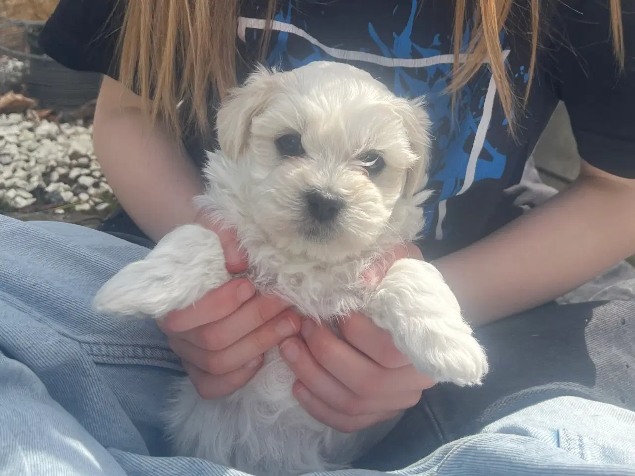 Billede 2 - Malteser/shih Tzu hvalp