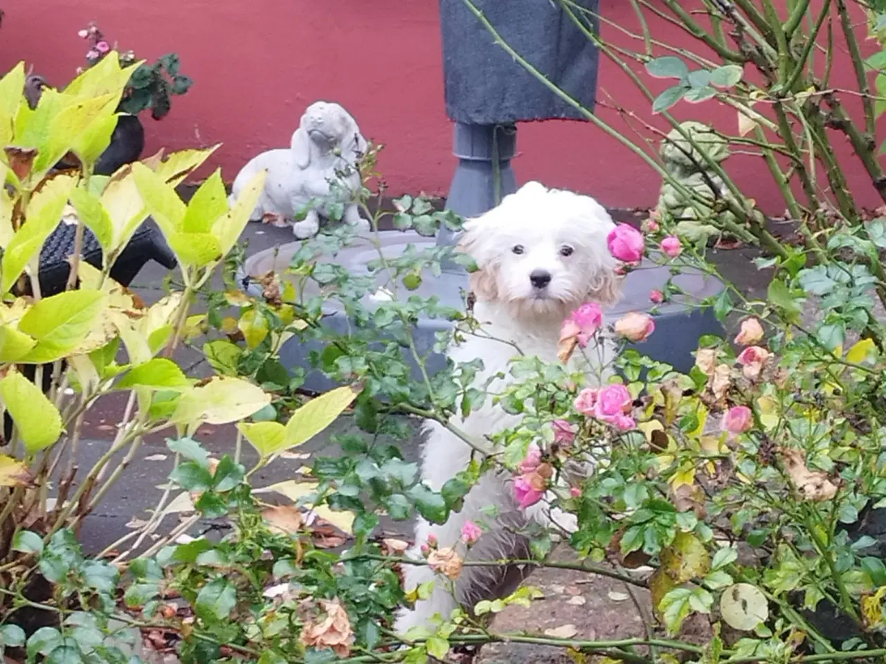 Billede 2 - Cavalier hvalp pige