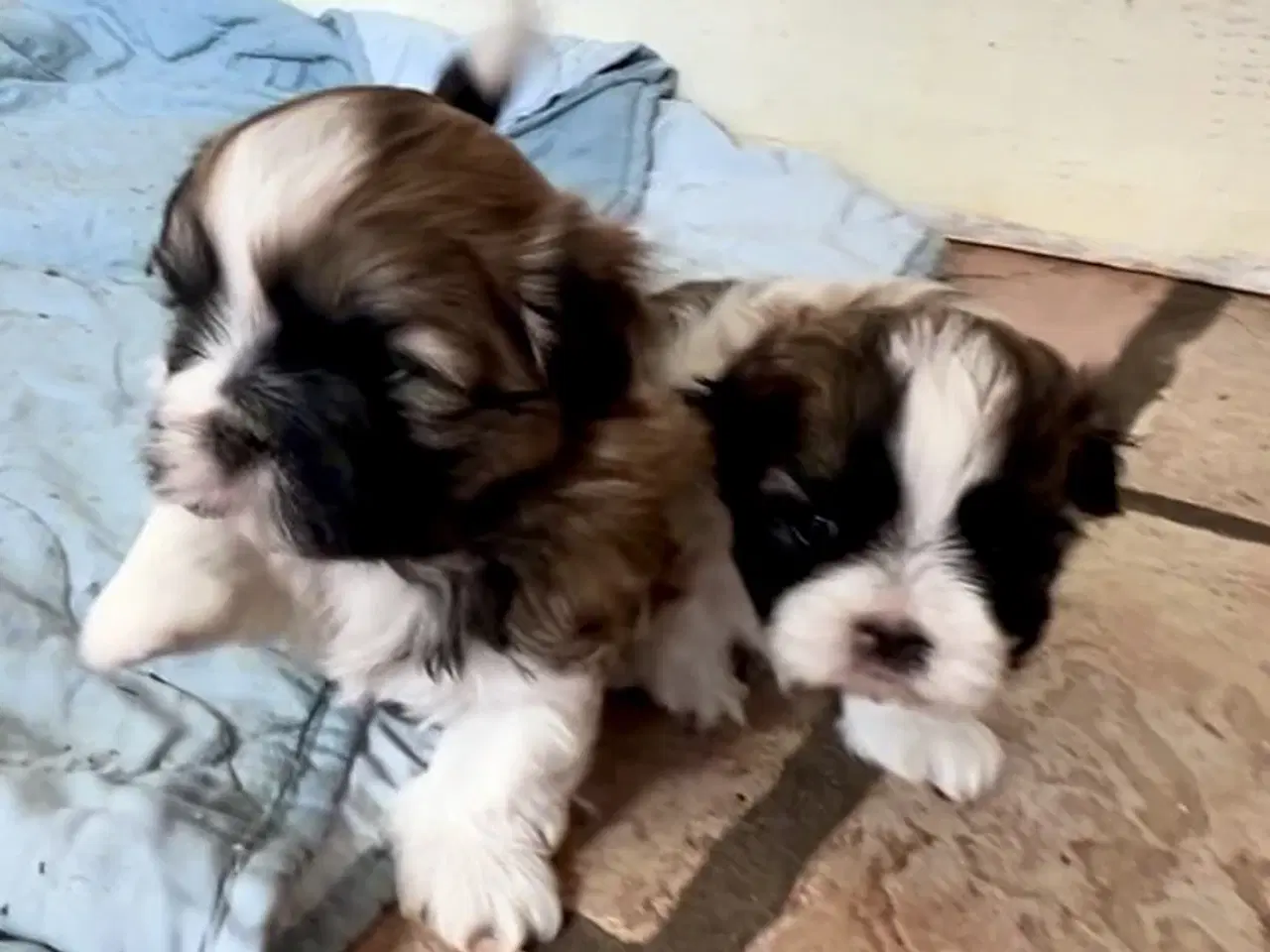 Billede 3 - Allergivenlig Shih Tzu hvalpe