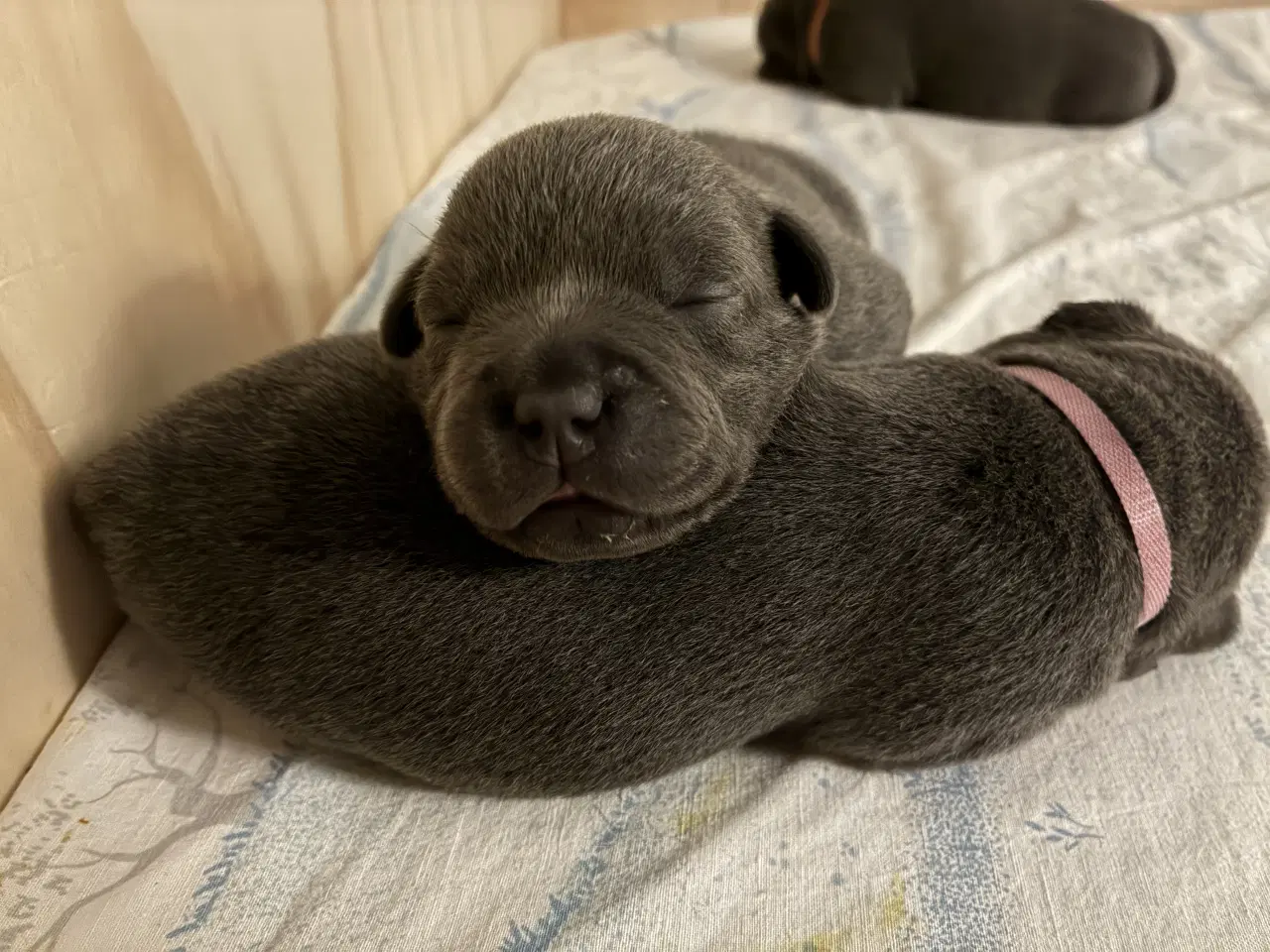 Billede 1 - Blå Staffy salgsklar fra d 13/2-26