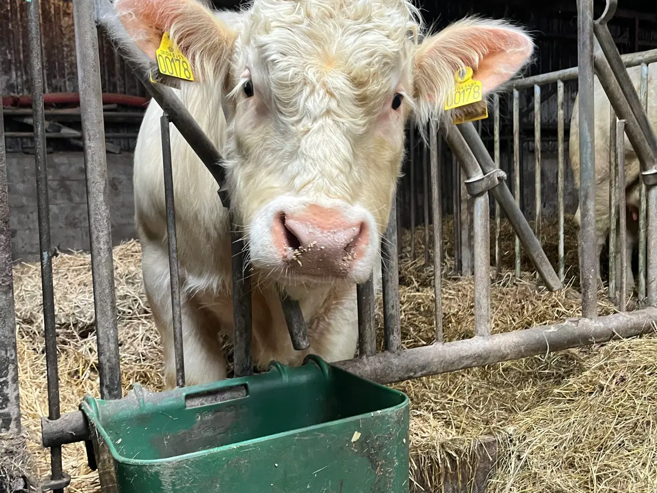 Billede 3 - Charolais tyr