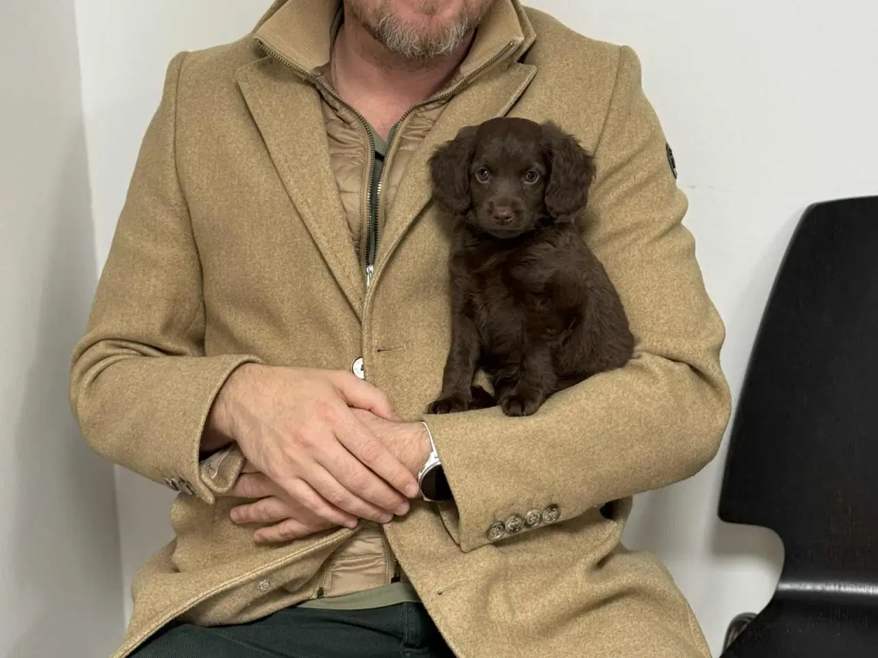 Billede 4 - Én brun Cockapoo tæve tilbage