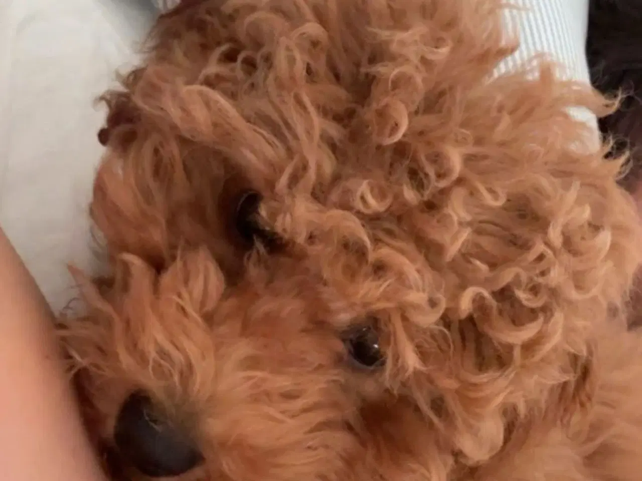 Billede 7 - Hanhund tilbydes til avl