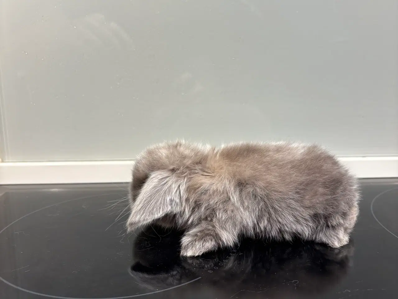 Billede 2 - Mini lop han kanin 