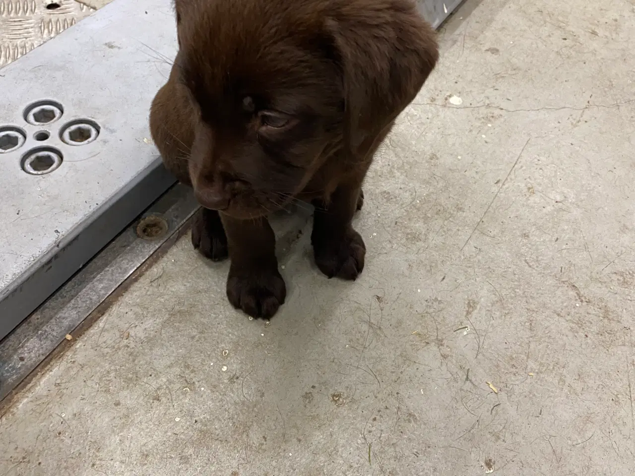 Billede 4 - Brun labrador gl. dags type