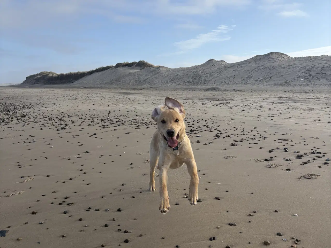 Billede 5 - Kærlig unghund søger nyt hjem