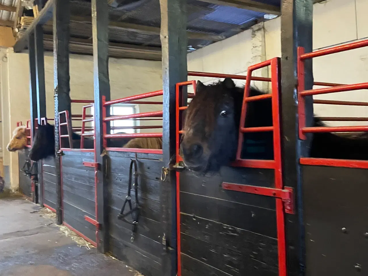 Billede 4 - Shetlænder hingst 