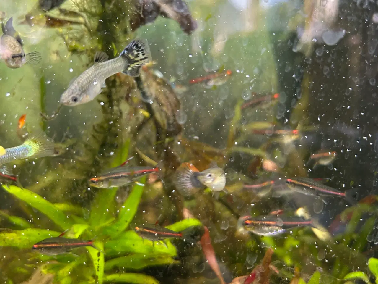 Billede 6 - 🐠 Glødelys Tetra – flotte, sunde stimefisk ✨