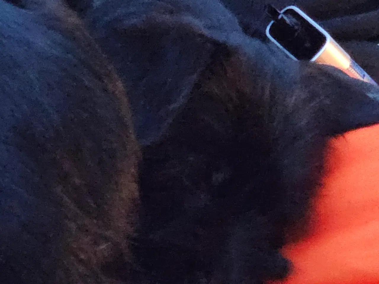 Billede 2 - Puddelblanding med yorksie terrie 