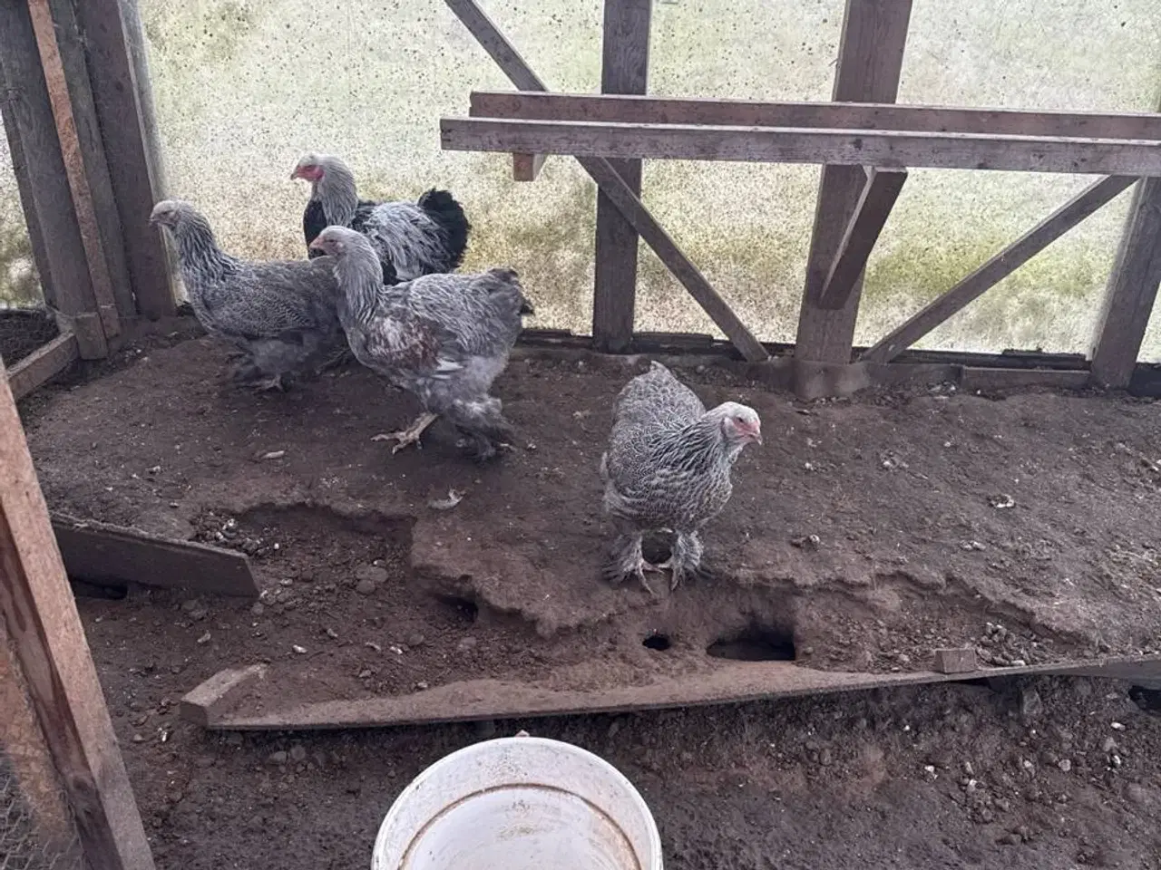 Billede 6 - 10 rugeæg kylling til salg Zone Varde. 