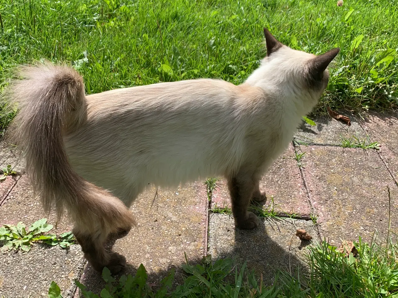Billede 1 - Ragdoll hunkat 
