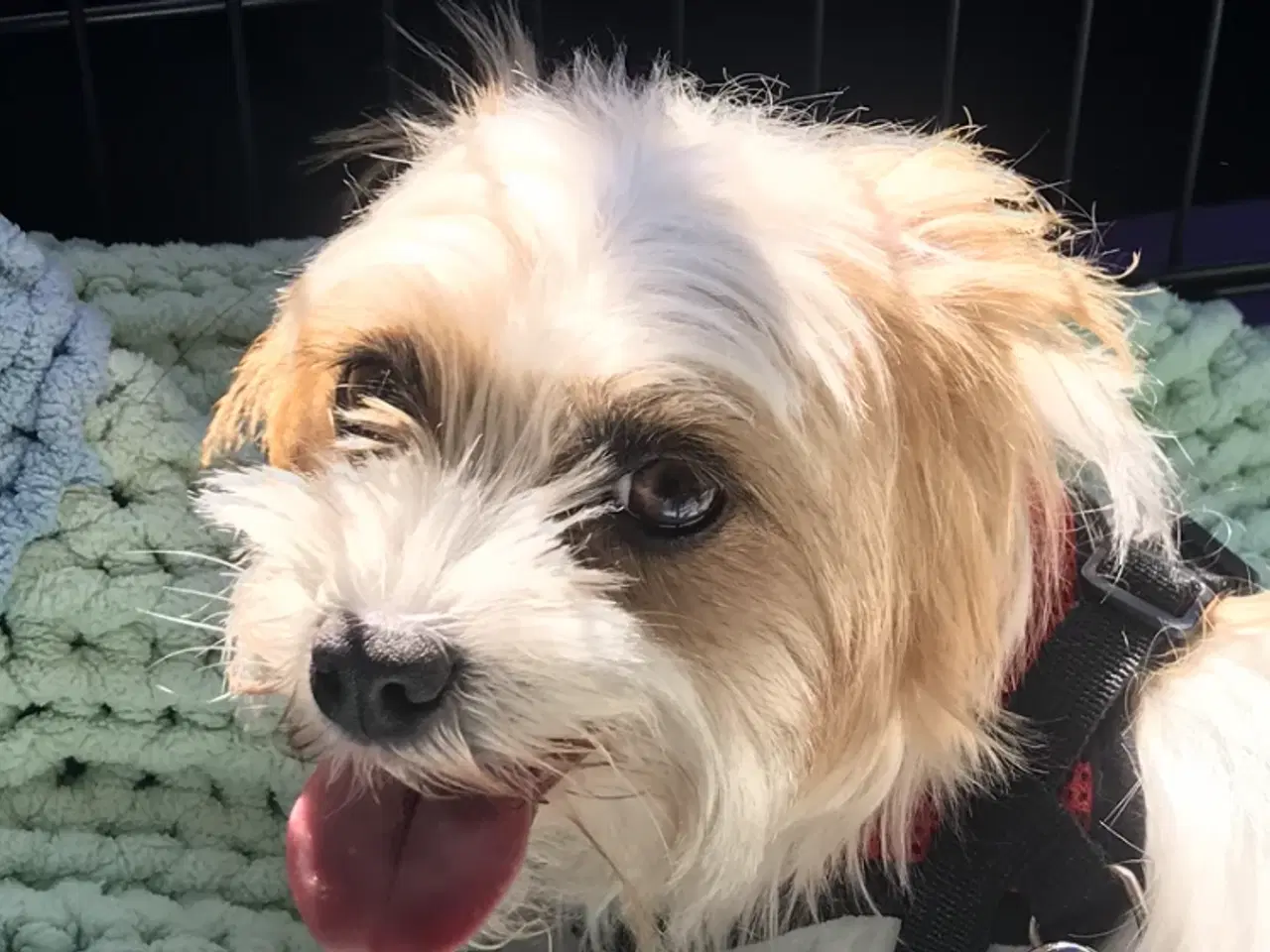 Billede 4 - Voksen Jack russell / malteser tæve 