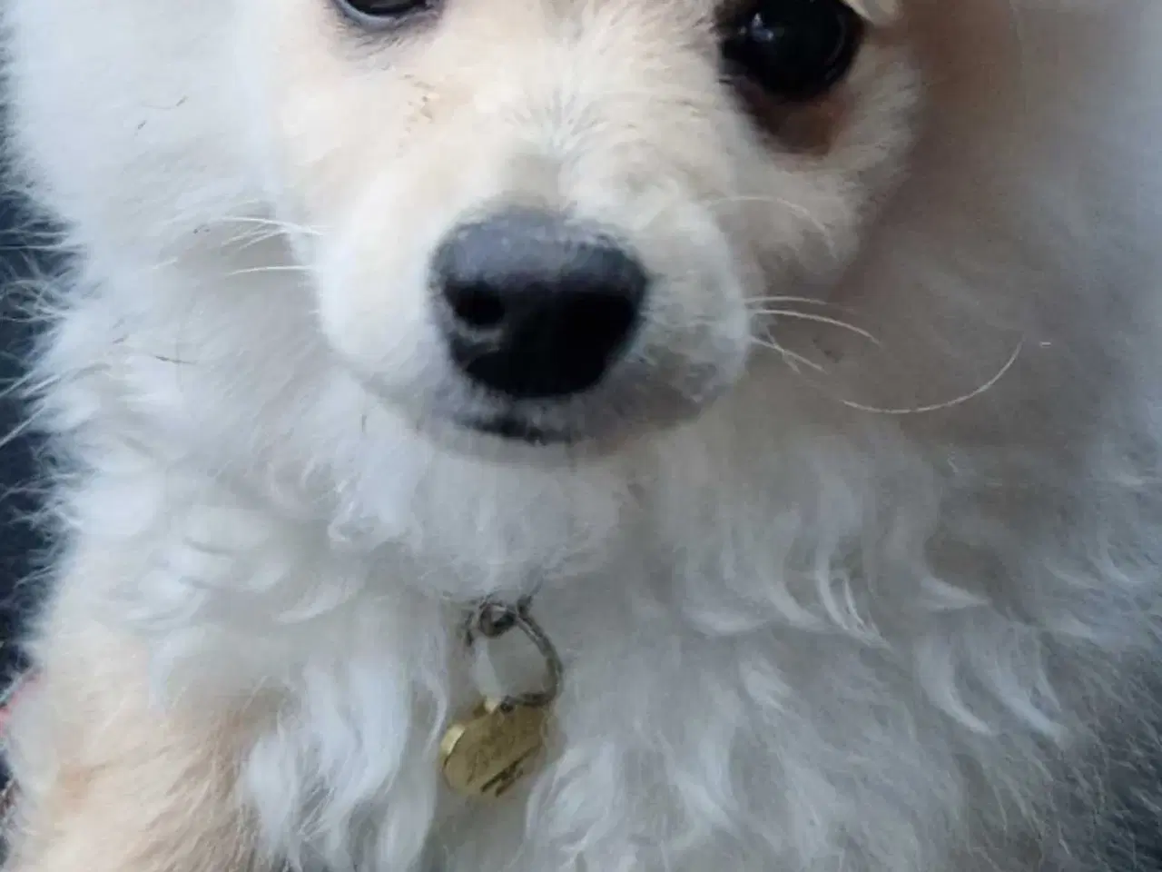 Billede 1 - Smuk lys bamsepige