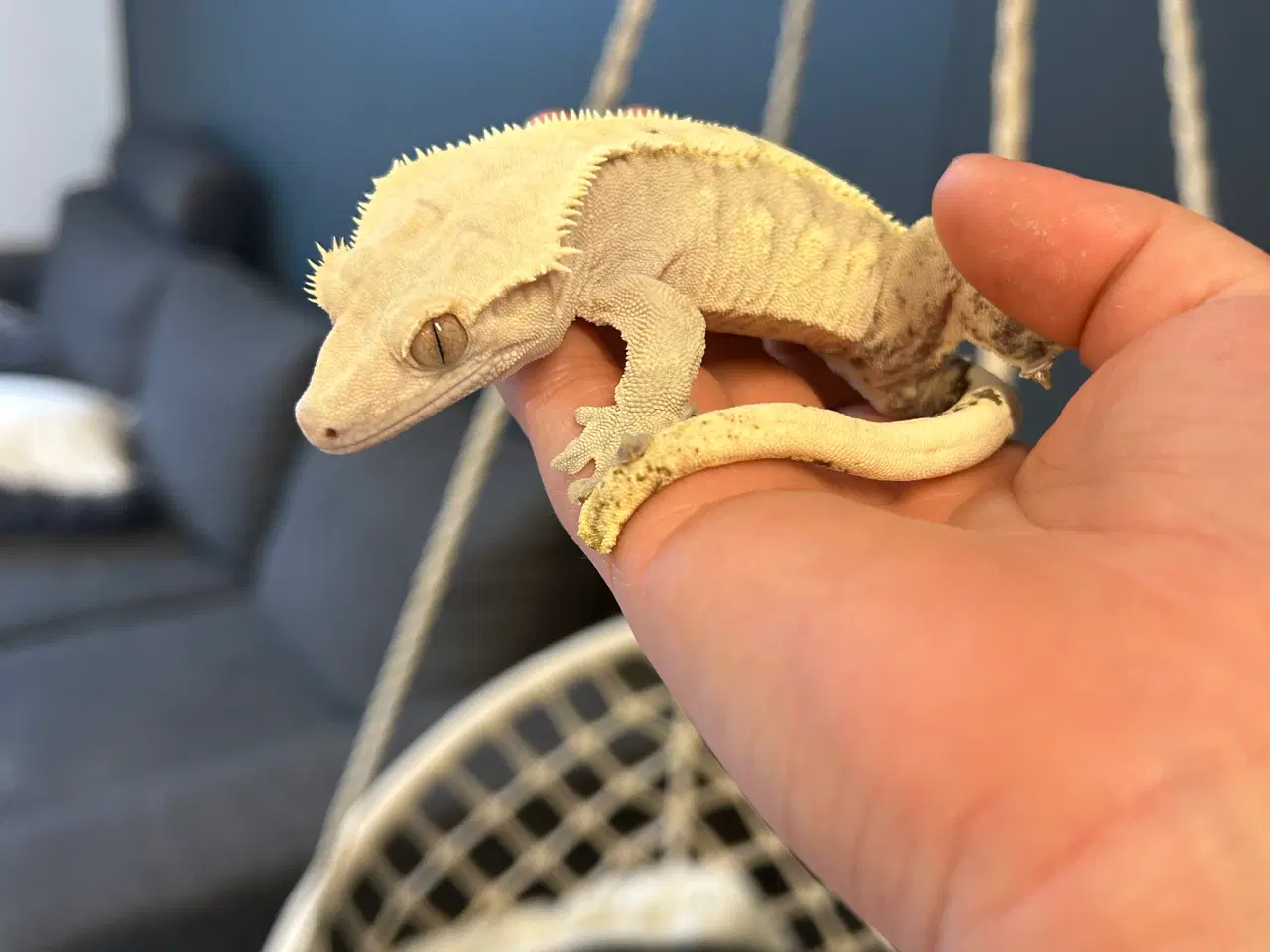 Billede 3 - Gekko flame x Lilly White 