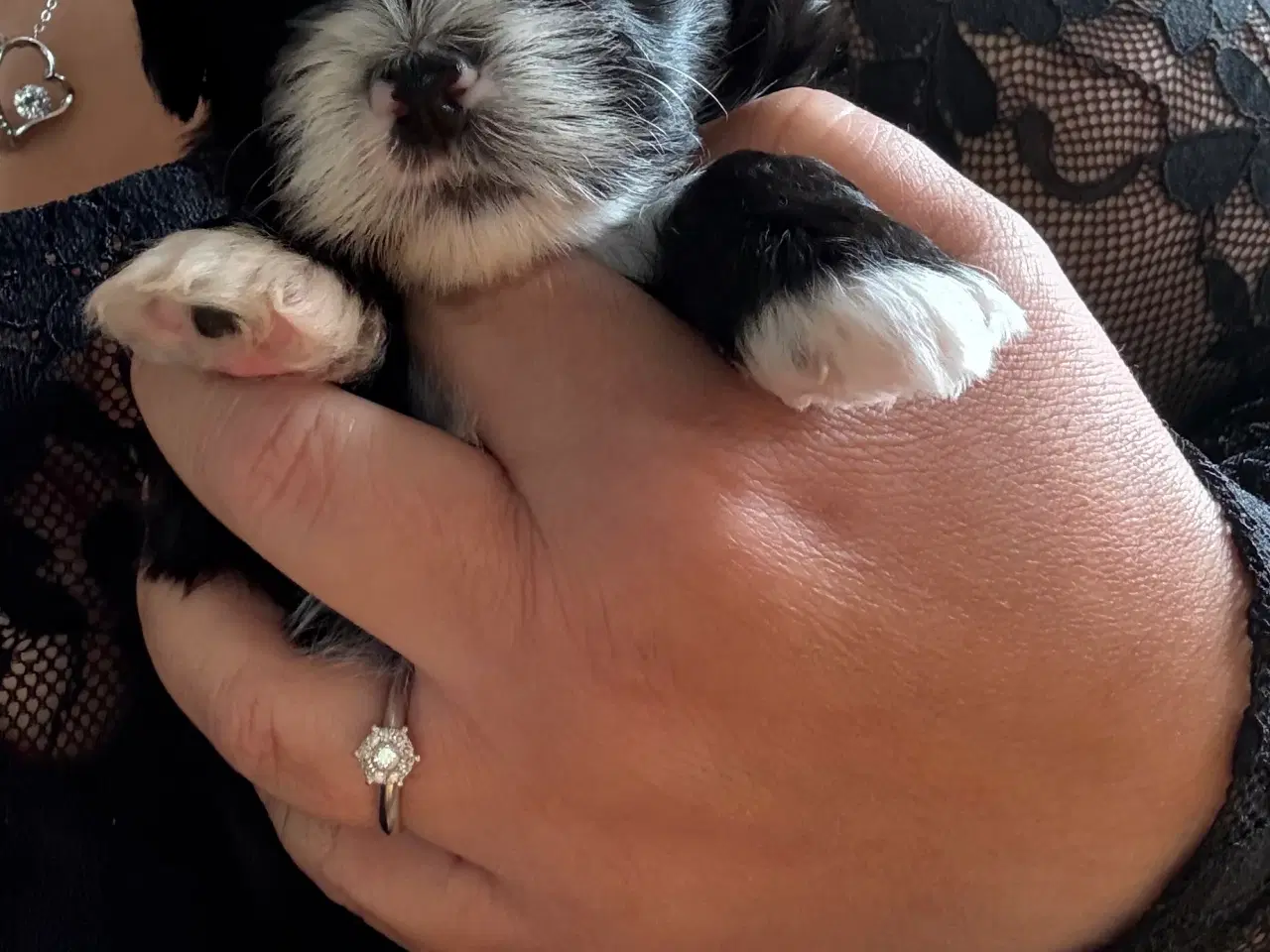Billede 3 - Ægte bichon  havanais.