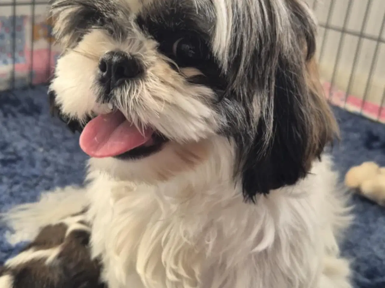 Billede 5 - Flytteklar Shih Tzu blanding hvalpe