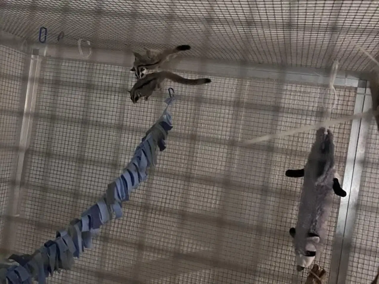 Billede 1 - Sugargliders