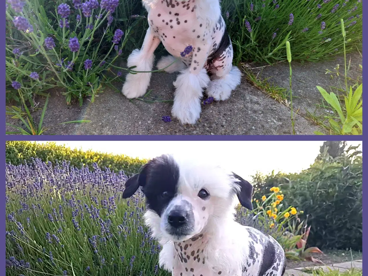 Billede 5 - Chinese Crested (Allergivenlig) med DKK stambog  