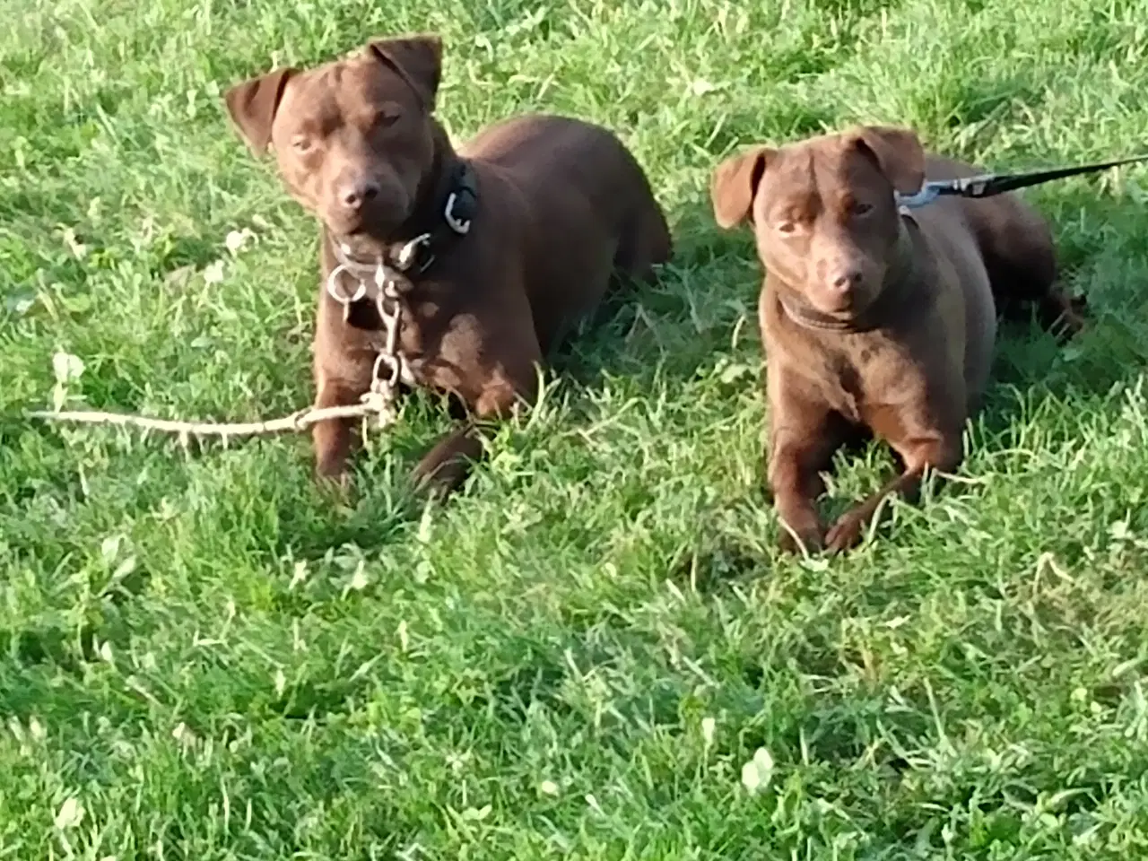 Billede 8 - Patterdale Terrier hvalpe 