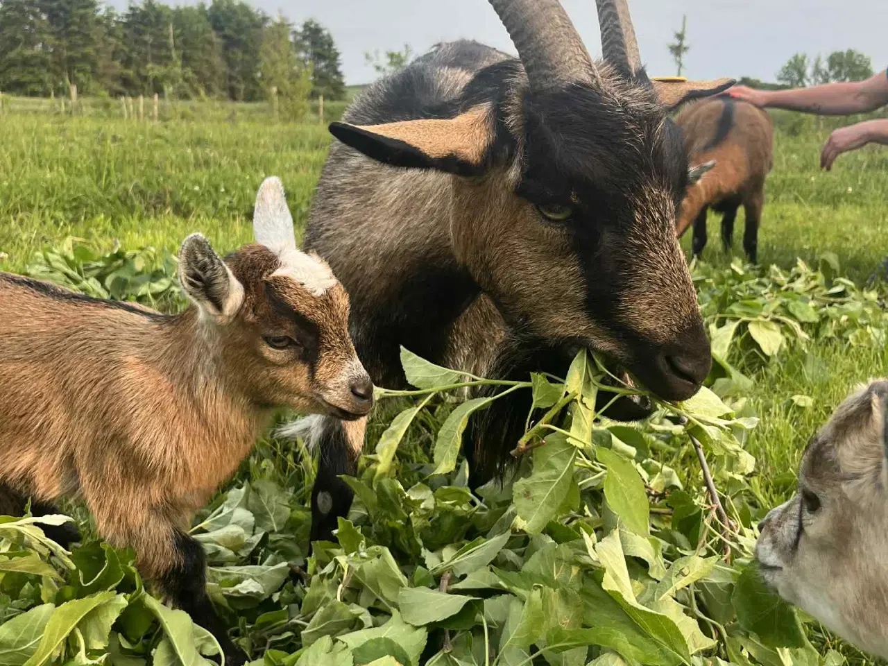 Billede 3 - Gedekid og mor Berta 