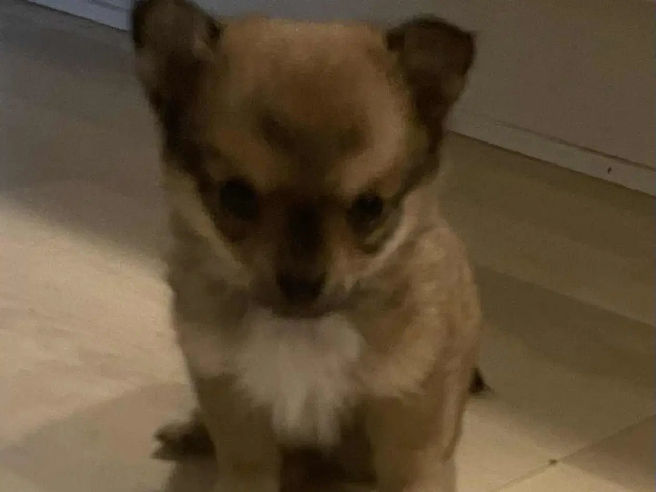 Billede 5 - Chihuahua hvalpe