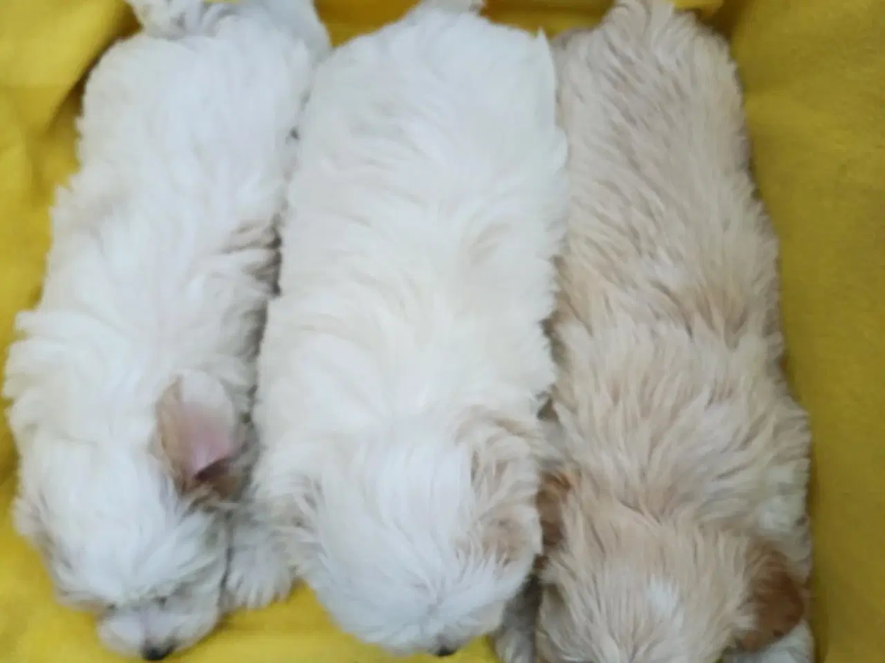 Billede 5 - Maltipoo hvalpe sælges 