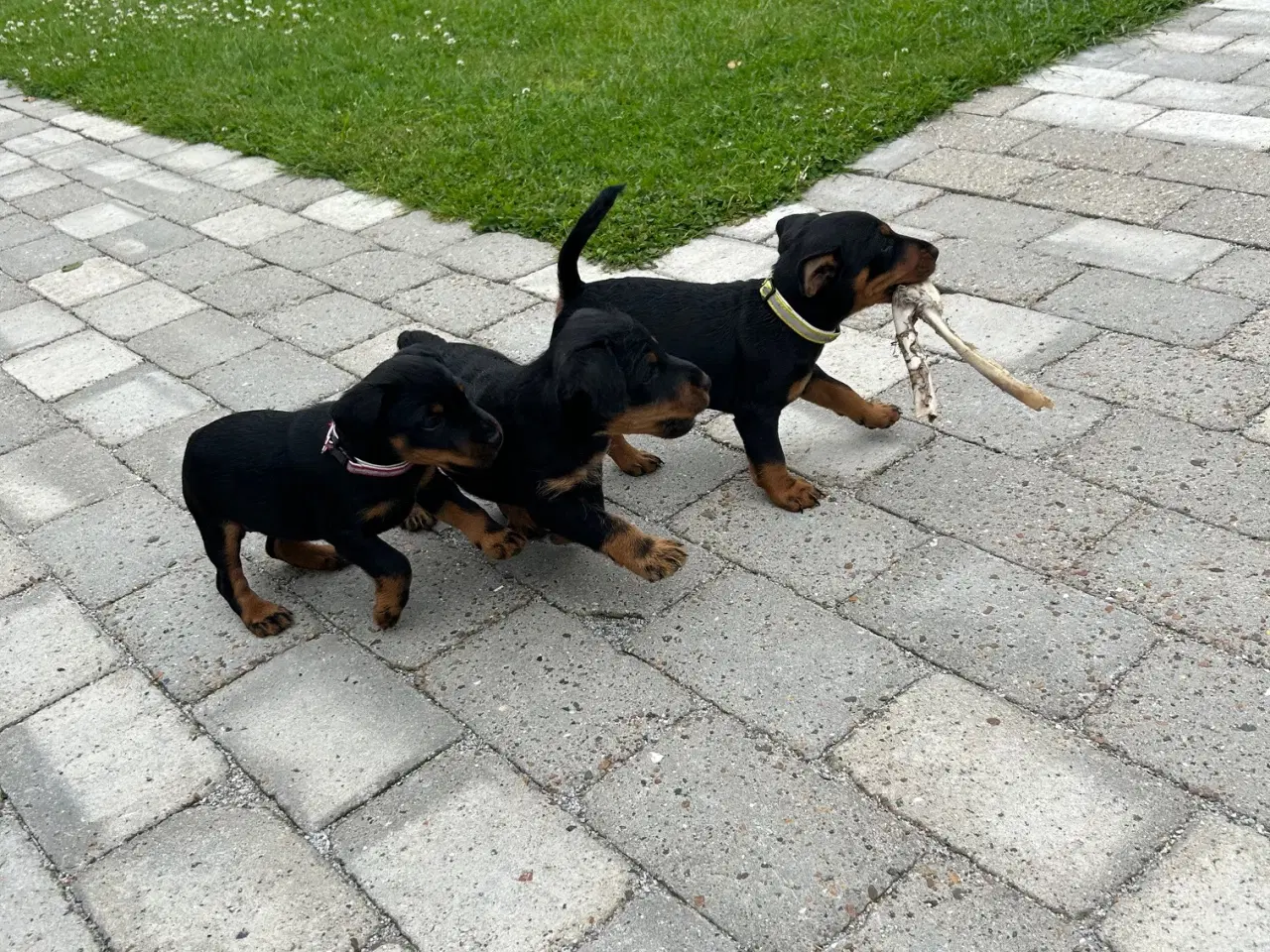Billede 11 - Tysk jagtterrier hvalpe