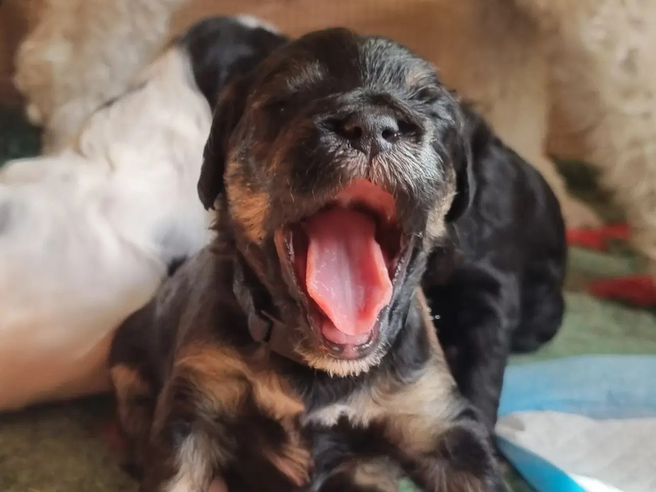 Billede 2 - Golden Doodle F1b hvalpe – klar til nye hjem i okt