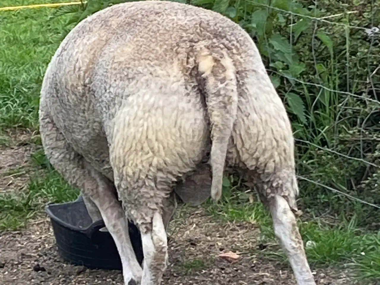Billede 4 - Texel