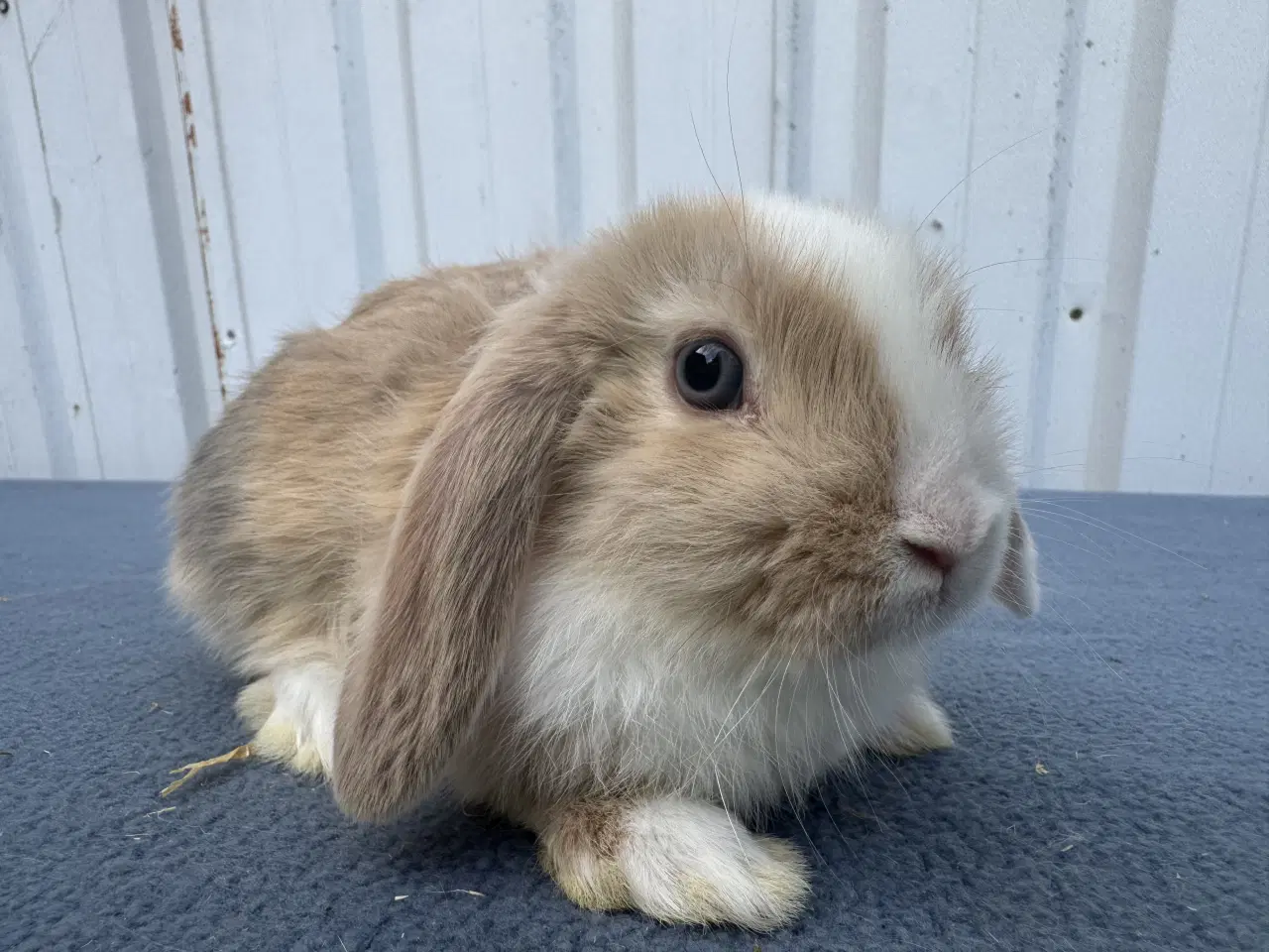 Billede 1 - Dværgvædder/Mini lop hunkanin