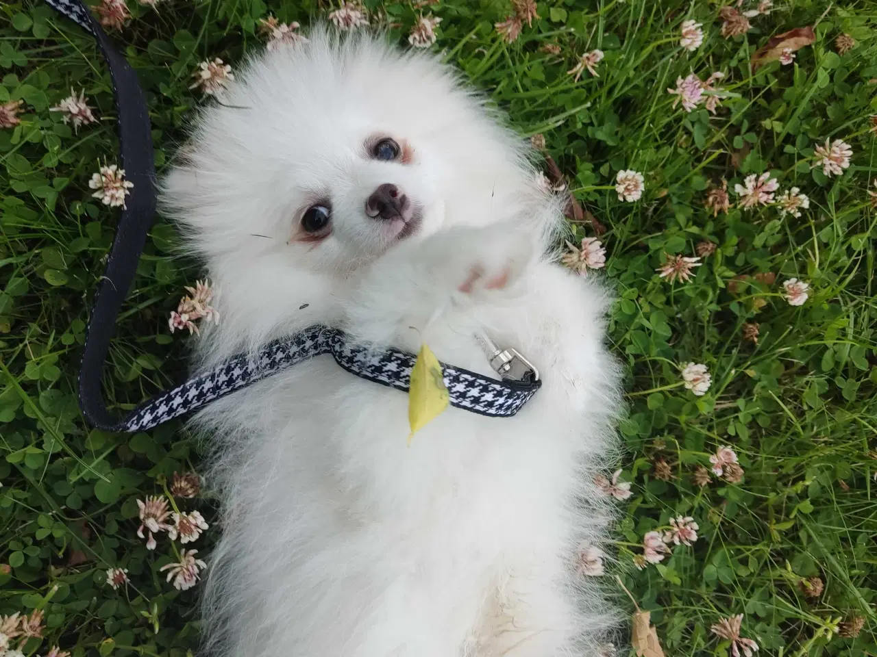 Billede 3 - Mini Pomeranian 