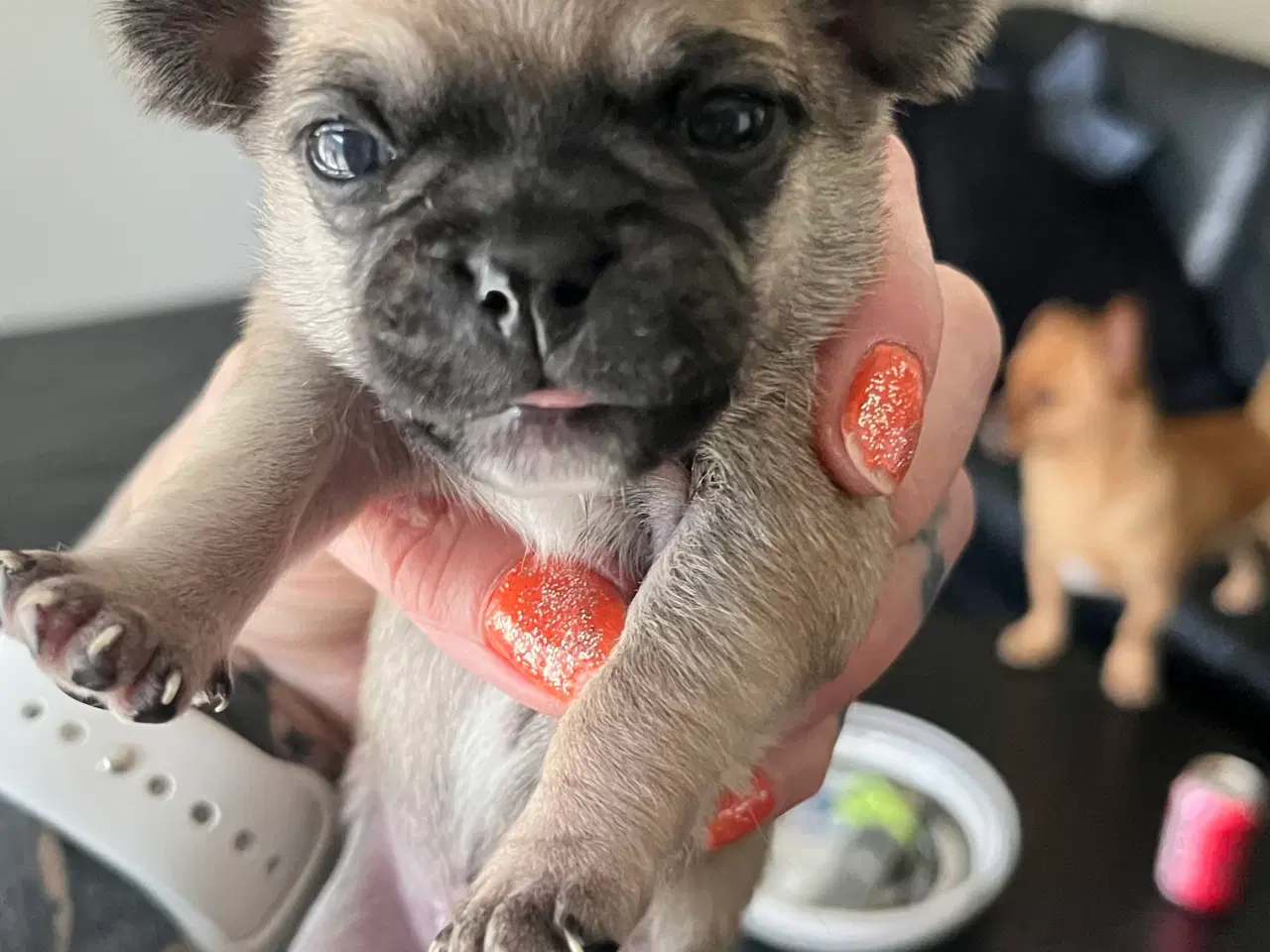 Billede 1 - Mops og malteser blanding 